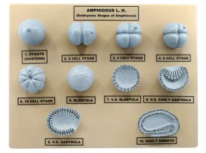Amphioxus Embryonic Stages Model - Three Dimensional with Hand Painted Details - Mounted on Base, 10" x 9" - Eisco Labs