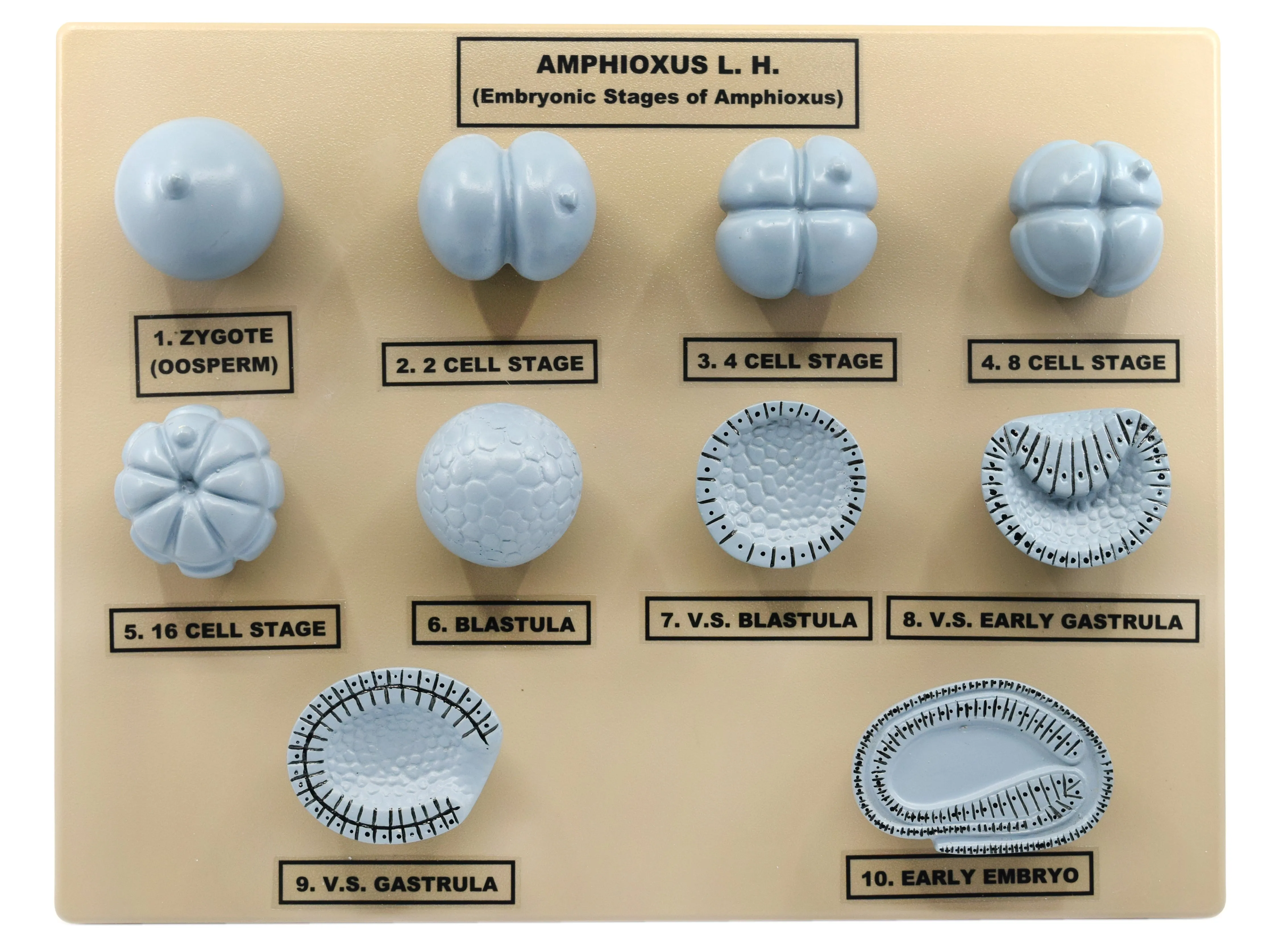 Amphioxus Embryonic Stages Model - Three Dimensional with Hand Painted Details - Mounted on Base, 10" x 9" - Eisco Labs