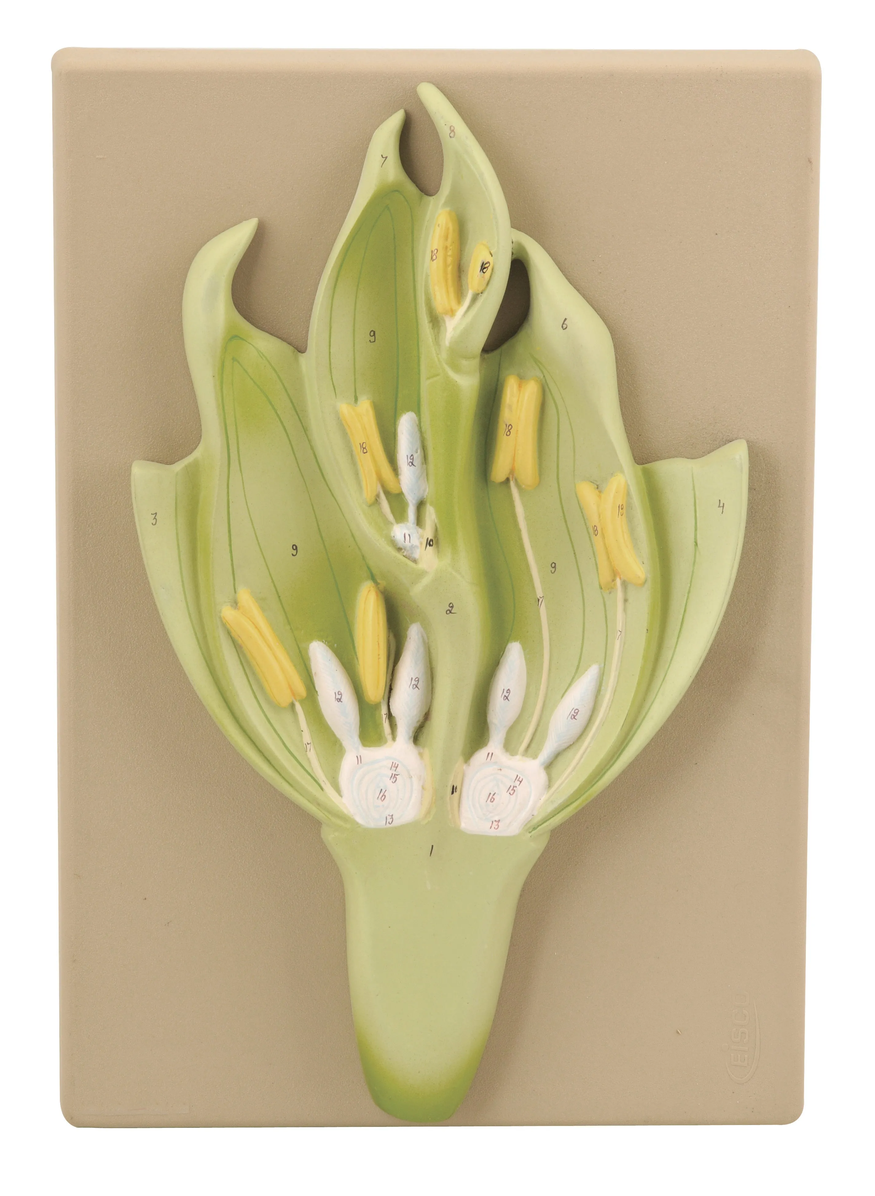 Monocot Flower Model (Wheat) - Three Dimensional, Longitudinal Dissection - Hand Painted Details, Magnified - Mounted on Base, 15" x 9.5" x 2.5" - Eisco Labs