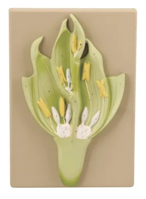Monocot Flower Model (Wheat) - Three Dimensional, Longitudinal Dissection - Hand Painted Details, Magnified - Mounted on Base, 15" x 9.5" x 2.5" - Eisco Labs