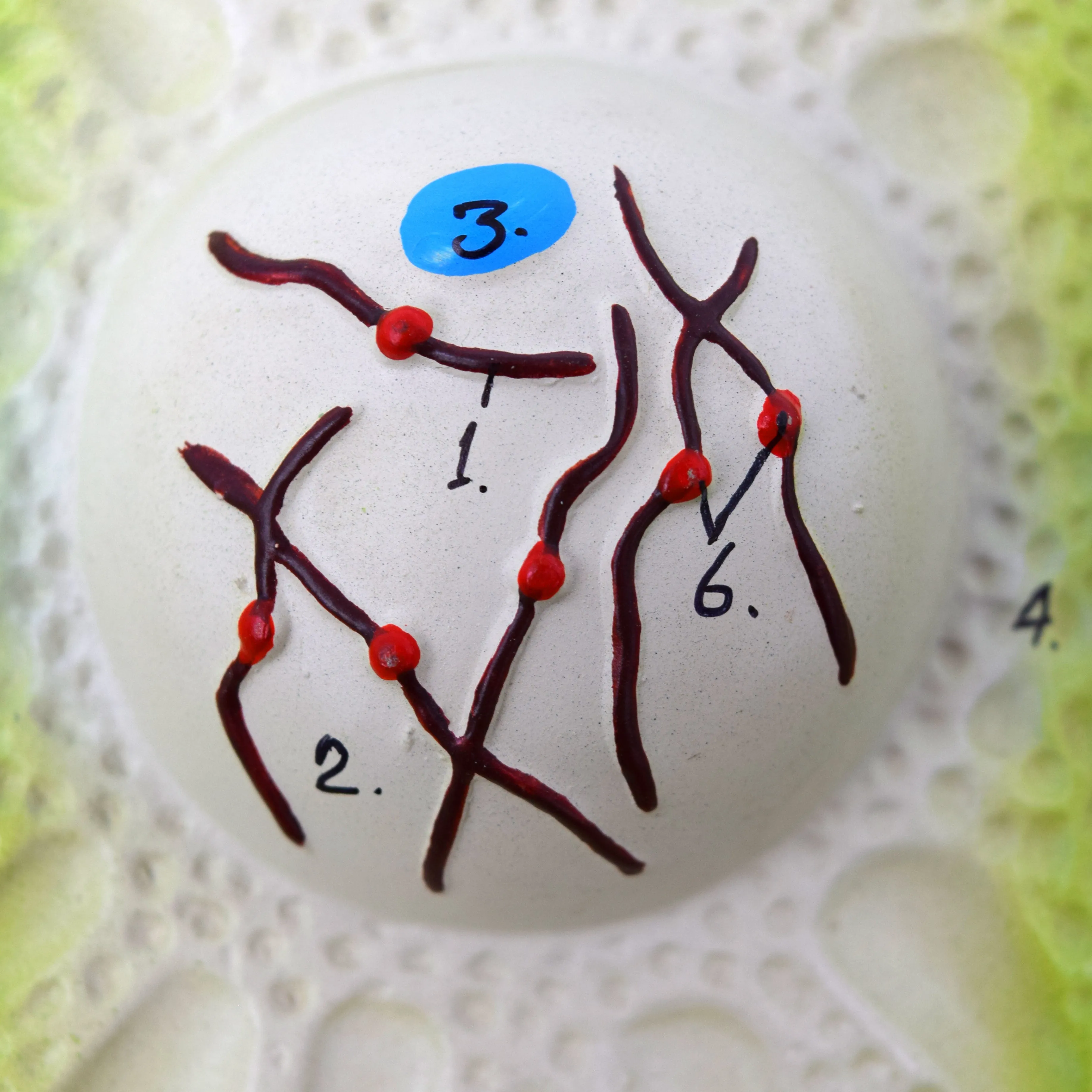 Plant Cell Division Meiosis Model, Three Dimensional, with Hand Painted Details - Mounted on Base, 24" x 18" - Eisco Labs