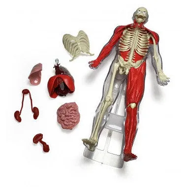 Smart Lab Ultimate Squish Human Body w/ SmartScan Technology