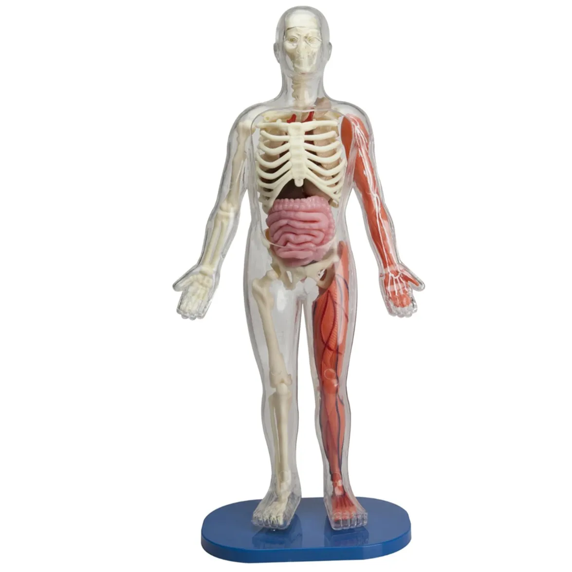 Squishy Human Body
