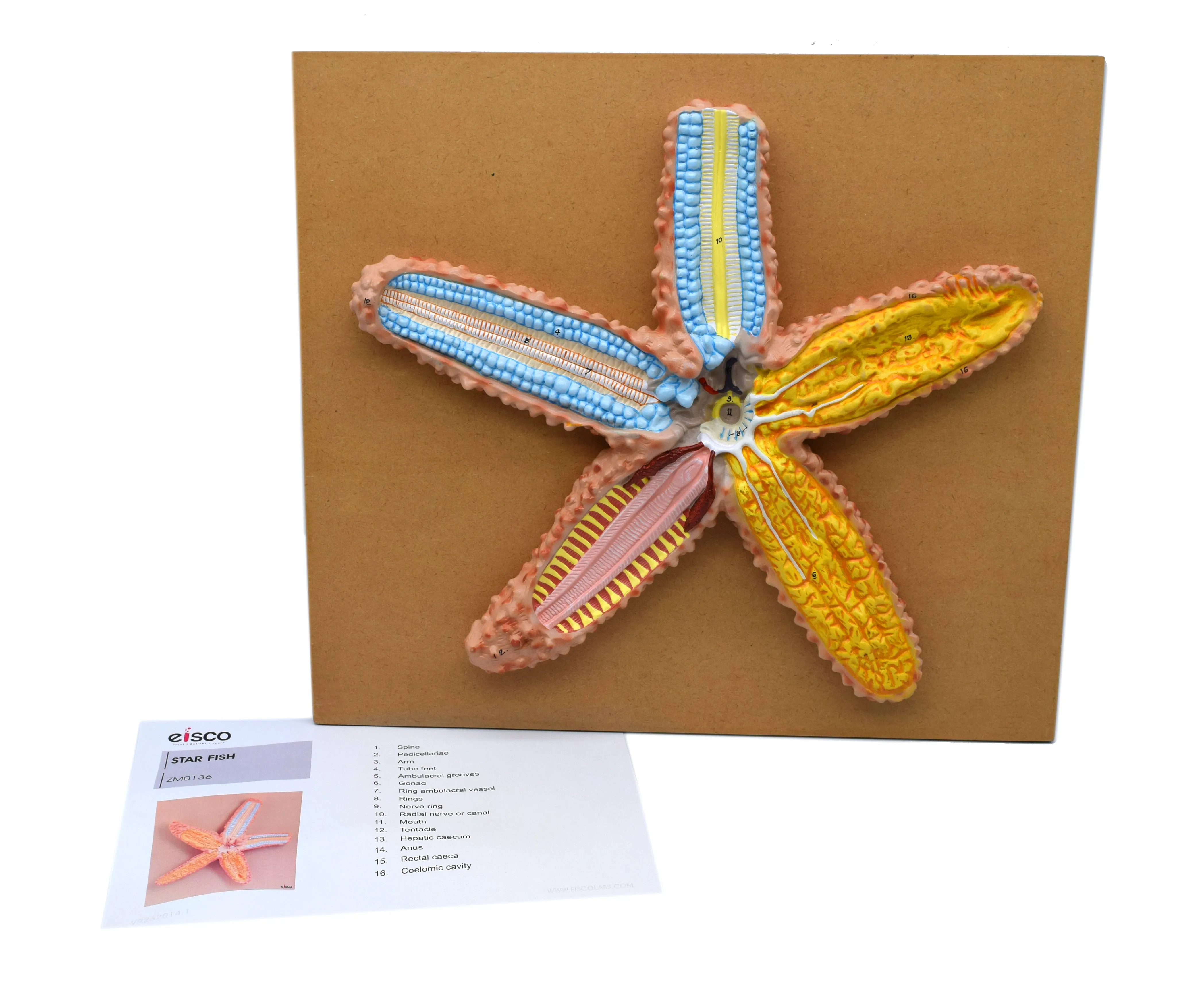 Star Fish Model, Three Dimensional, Sectional View with Hand Painted Details - Mounted on Base, 18" x 16" - Eisco Labs