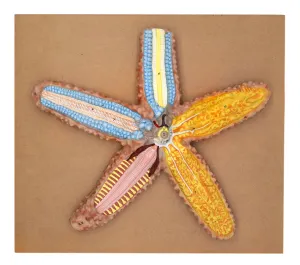 Star Fish Model, Three Dimensional, Sectional View with Hand Painted Details - Mounted on Base, 18" x 16" - Eisco Labs